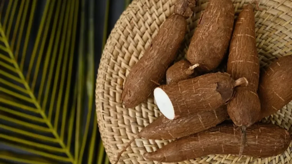 Macaxeira, Mandioca ou Aipim, nomes da raiz que dá origem a tapioca.